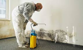 Best Black Mold Removal in Sheldon, TX